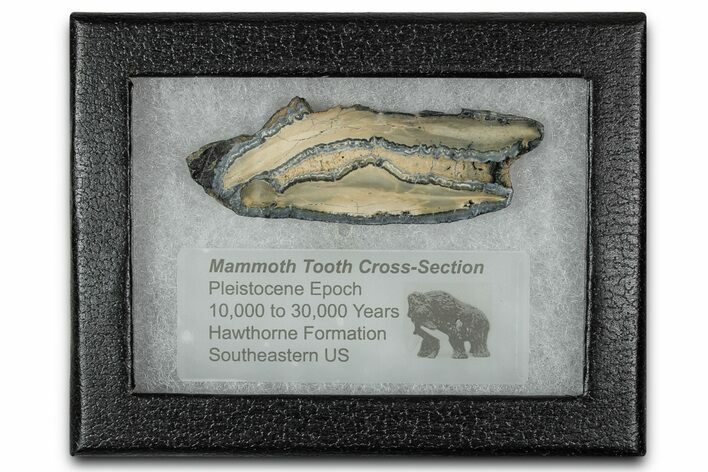 Mammoth Molar Slice With Case - South Carolina #350011